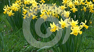 flowers of a narcissus with petals of yellow colors on a green background of leaves. Field with fresh beautiful