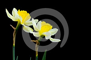 Flowers narcissuses