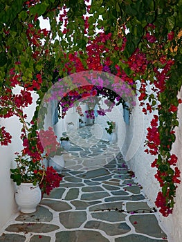 Flowers on the narrow streets of the Mediterranean