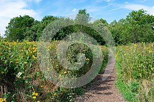 Flowers and Native Plants with a Trail at the Montrose Point Bird Sanctuary in Uptown Chicago