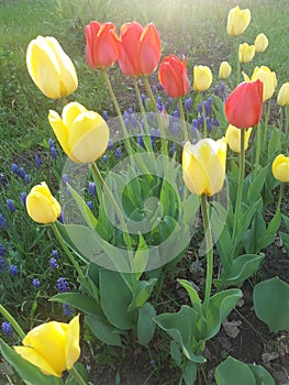  flowers, natura