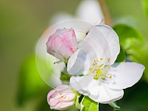 Flowers, nature closeup and bloom in a garden with green plants, leaves growth and plum tree flower. Spring, leaf and