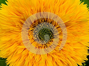 Flowers, nature, garden, field, outdoors,Ð¿Ð°ÑƒÐº ,spider petals, beauty, beautiful, white, yellow