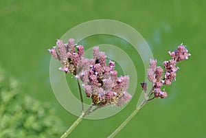 flowers nature macro green bright colors plants spring natural garden plantation