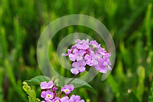 flowers nature macro green bright colors plants spring natural garden plantation