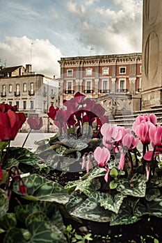 Flowers near the Anfiteatro Romano di Lecce in the historic centre of Lecce, Italy