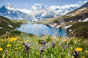 Flowers near Bachsee, Alps, Switzerland