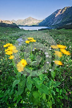 Flowers near creek flowing into Temnosmrecianske pleso tarn in High Tatras during spring