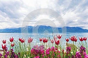 Flowers near lake, Montreux. Switzerland