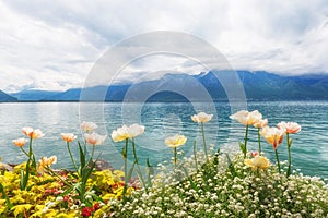 Flowers near lake, Montreux. Switzerland photo
