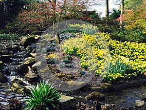 Flowers near waterfall