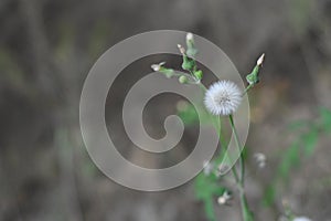 Flowers near the waterfall