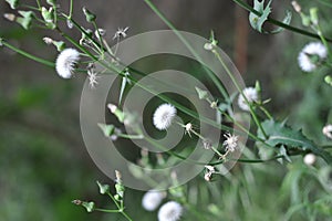 Flowers near the waterfall