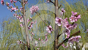 Flowers of nectarine tree, blooming in spring under the sky