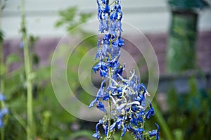 Flowers need my care. rain water for larkspur flowerbed. watering summer garden. villatic season. Delphinium flower blooming.