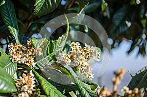 Flowers of nespolo giapponese Eriobotrya japonica photo