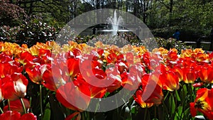 Tulips at keukenhof park near photo