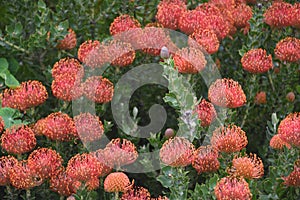 FLOWERS- New Zealand- overview of Beautiful Pincushion Proteas