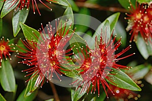 Rata flowers growing at Otira Gorge photo