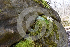 Flowers at Niagara Glen, natural rock formation