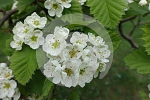 Flowers of northern downy hawthorn in spring