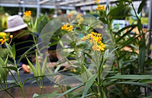 Flowers at Nursery with Gardener in Background