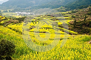 Flowers Ocean in wuyuan county, jiangxi province, china