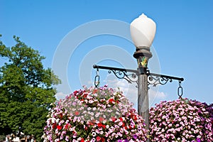 Flowers off a Street Pole