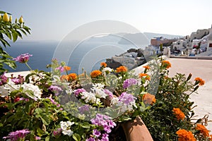 Flowers and Oia, Santorini