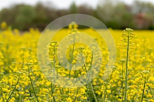 Flowers of oil beet blossomed. Field of rapeseed background. Yel