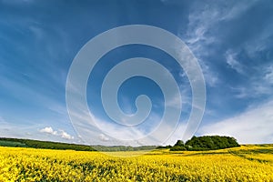 Flowers of oil in rapeseed field with blue sky and clouds.natural summer background
