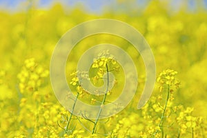 Flowers of the oilseed plant