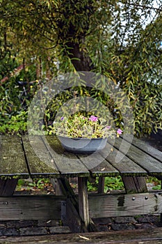 Flowers in an old basin on a wooden table among the dense green of trees. A cozy place to rest in nature. Vertical