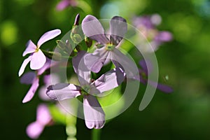 Flowers in the old forest