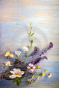 Flowers on old grunge blue wooden background dandelions thyme mint bells chamomile lupine