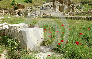 The flowers and old stones. photo