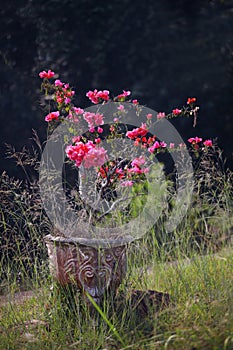 Flowers in old vase