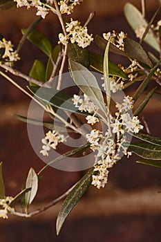 Flowers of the Olive tree Olea europea  10350