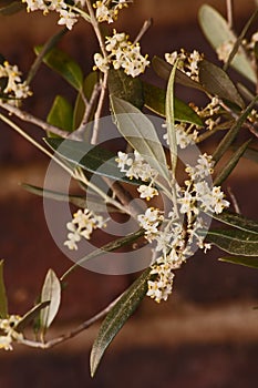 Flowers of the Olive tree Olea europea  10350 photo