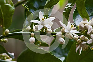 Flowers of the Olive tree Olea europea  10014 photo