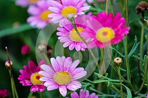 Flowers in Ollantaytambo. Cusco, Peru photo