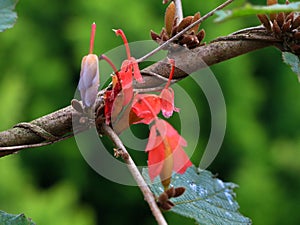 Fiori da uno varietà da un albero famiglia 