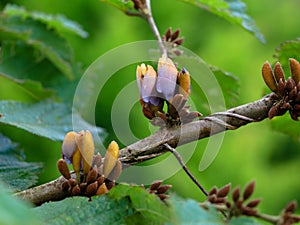 Fiori da uno varietà da un albero famiglia 