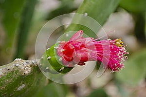 Flowers Of The Opuntia Cochenillifera photo