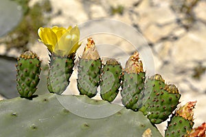 Flowers of Opuntia ficus-indica