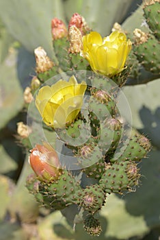 Flowers of Opuntia ficus-indica photo