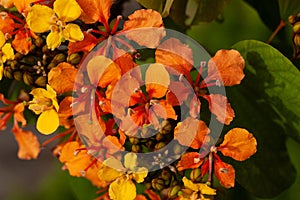 Flowers of an orange bauhinia, Phanera bidentata