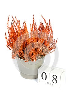 Flowers of orange Calluna vulgaris with cube calendar on white background, isolated, copy space for text. Womens Day, March 8