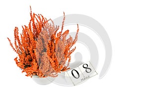 Flowers of orange Calluna vulgaris with cube calendar on white background, isolated, copy space for text. Womens Day, March 8.