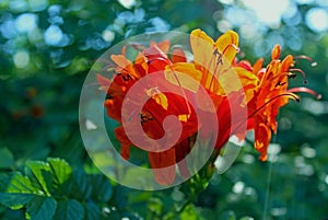 Flowers of Orange Cape honeysuckle, Tecoma capensis
